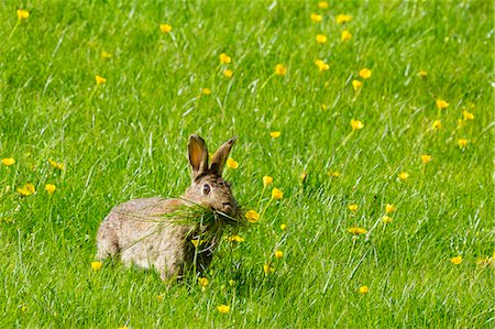 simsearch:841-06617190,k - Wild rabbit munching grass in a field of buttercups, England, United Kingdom, Europe Foto de stock - Con derechos protegidos, Código: 841-07801538