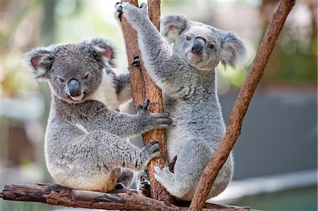 Two koalas (Phascolarctos Cinereous) playing on a tree, Lone Pine Koala Sanctuary, Brisbane, Queensland, Australia, Pacific Foto de stock - Con derechos protegidos, Código: 841-07801578