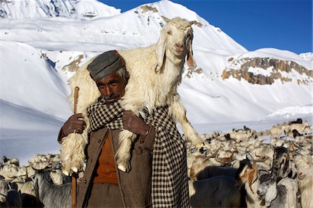 simsearch:841-03489708,k - A herdsman and herd at the top of Baralacha pass, Himalaya highway, road from Manali to Leh, India, Asia Fotografie stock - Rights-Managed, Codice: 841-07801601