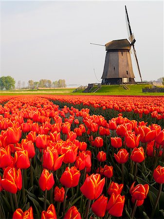 Windmill and tulip field near Schermerhorn, North Holland, Netherlands, Europe Foto de stock - Con derechos protegidos, Código: 841-07813740