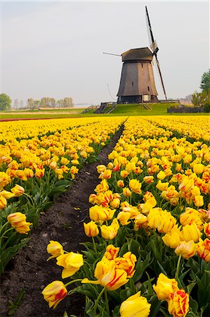 Windmill and tulip field near Schermerhorn, North Holland, Netherlands, Europe Foto de stock - Con derechos protegidos, Código: 841-07813741