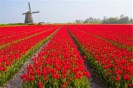 farming growing - Field of tulips and windmill, near Obdam, North Holland, Netherlands, Europe Stock Photo - Rights-Managed, Code: 841-07813754