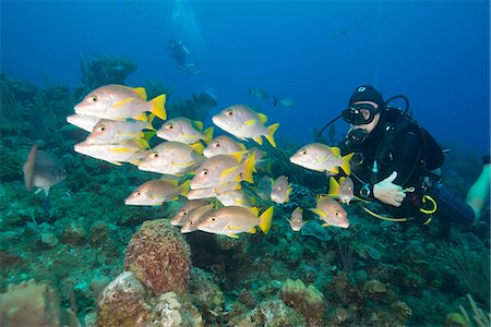 Diver watching schooling snapper fish in Turks and Caicos Islands, West Indies, Central America Photographie de stock - Rights-Managed, Code: 841-07813886