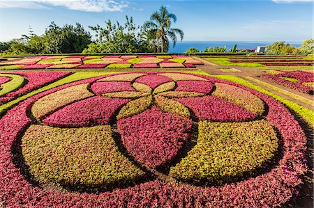 regiao autonoma da madeira - A view of the Botanical Gardens, Jardim Botanico do Funchal, in the city of Funchal, Madeira, Portugal, Europe Foto de stock - Con derechos protegidos, Código: 841-07913667