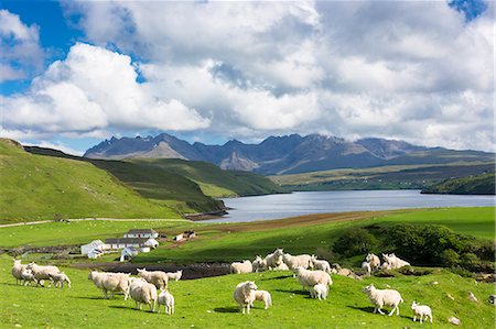 scenic scotland - The Cuillin mountain range with croft farm, sheep and Loch Harport near Coillure, Isle of Skye, Inner Hebrides, Highlands and Islands, Scotland, United Kingdom, Europe Foto de stock - Con derechos protegidos, Código: 841-07913714