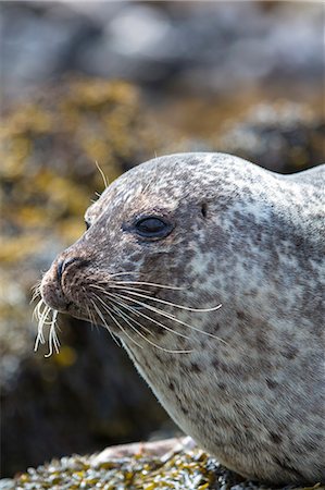 simsearch:841-07913720,k - Close-up of head of common seal (harbour seal) (Phoca vitulina), Isle of Skye, Inner Hebrides, Scotland, United Kingdom, Europe Stock Photo - Rights-Managed, Code: 841-07913711