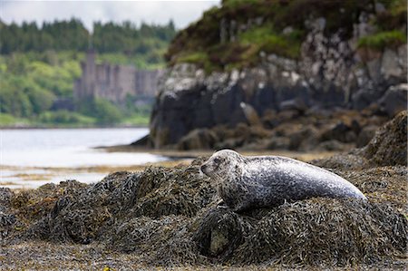 phoca vitulina - Common seal (harbour seal) (Phoca vitulina) adult basking on rocks and seaweed by Dunvegan Castle and Loch, Isle of Skye, Inner Hebrides, Scotland, United Kingdom, Europe Stock Photo - Rights-Managed, Code: 841-07913713