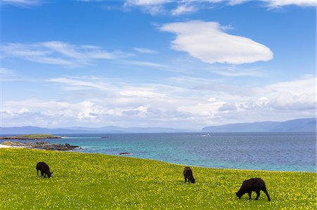 simsearch:841-07913720,k - Flock of dark brown Soay sheep grazing in buttercup meadow on Isle of Iona, Inner Hebrides and Western Isles, Scotland, United Kingdom, Europe Photographie de stock - Rights-Managed, Code: 841-07913730