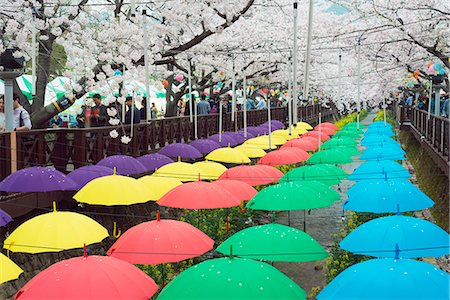 flowers in a row - Spring cherry blossom festival, Jinhei, South Korea, Asia Photographie de stock - Rights-Managed, Code: 841-07913825