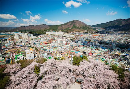south korea places - Spring cherry blossom festival, Jinhei, South Korea, Asia Stock Photo - Rights-Managed, Code: 841-07913823