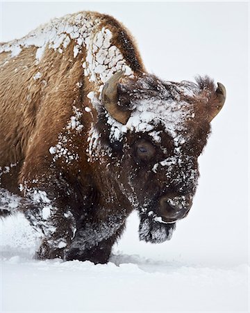 simsearch:841-08031437,k - Bison (Bison bison) bull covered with snow in the winter, Yellowstone National Park, Wyoming, United States of America, North America Photographie de stock - Rights-Managed, Code: 841-07913838