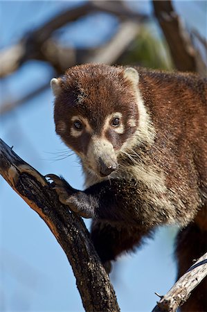 White-nosed coati (Nasua narica) in a tree, Chiricahuas, Coronado National Forest, Arizona, United States of America, North America Photographie de stock - Rights-Managed, Code: 841-07913848