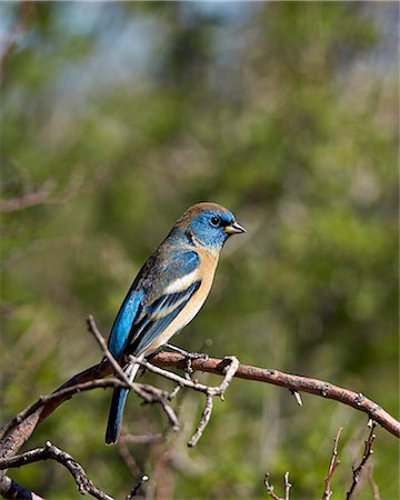 simsearch:841-09086170,k - Lazuli bunting (Passerina amoena), male in winter plumage, Chiricahuas, Coronado National Forest, Arizona, United States of America, North America Photographie de stock - Rights-Managed, Code: 841-07913849