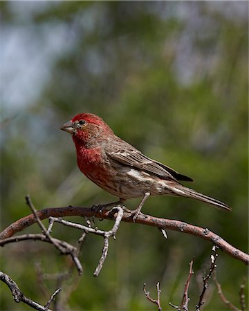 simsearch:6119-08126530,k - House finch (Carpodacus mexicanus), male, Chiricahuas, Coronado National Forest, Arizona, United States of America, North America Foto de stock - Con derechos protegidos, Código: 841-07913855