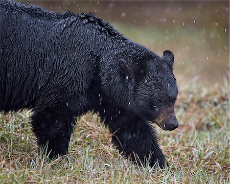 Black bear (Ursus americanus) in the snow, Yellowstone National Park, Wyoming, United States of America, North America Stock Photo - Rights-Managed, Code: 841-07913859