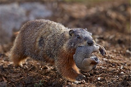 parc national de yellowstone - Yellow-bellied marmot (yellowbelly marmot) (Marmota flaviventris) carrying a pup, Yellowstone National Park, Wyoming, United States of America, North America Photographie de stock - Rights-Managed, Code: 841-07913862