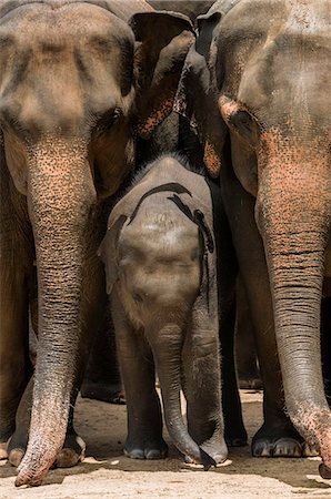 Family of elephants at the Pinnewala Elephant Orphanage, Sri Lanka, Asia Photographie de stock - Rights-Managed, Code: 841-07913924