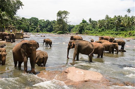 simsearch:6119-09170154,k - Elephants bathing in the river at the Pinnewala Elephant Orphanage, Sri Lanka, Asia Foto de stock - Con derechos protegidos, Código: 841-07913923