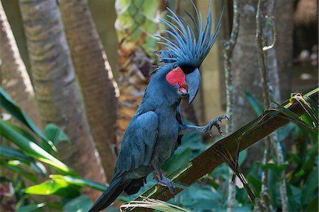 Palm cockatoo (great palm cockatoo) (Probosciger aterrimus), Bali Bird Park, Indonesia, Southeast Asia, Asia Foto de stock - Con derechos protegidos, Código: 841-08031383