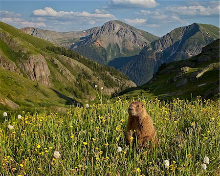 Yellow-bellied marmot (yellowbelly marmot) (Marmota flaviventris) in its Alpine environment, San Juan National Forest, Colorado, United States of America, North America Photographie de stock - Rights-Managed, Code: 841-08031428