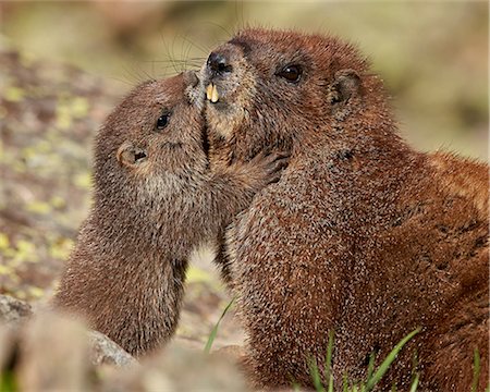 simsearch:841-09147482,k - Yellow-bellied marmot (yellowbelly marmot) (Marmota flaviventris) young and adult, San Juan National Forest, Colorado, United States of America, North America Stock Photo - Rights-Managed, Code: 841-08031429