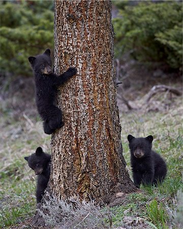 Three black bear (Ursus americanus) cubs of the year or spring cubs, Yellowstone National Park, UNESCO World Heritage Site, Wyoming, United States of America, North America Stock Photo - Rights-Managed, Code: 841-08031434