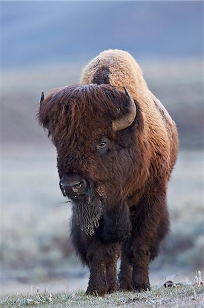 Bison (Bison bison) bull in the spring, Yellowstone National Park, UNESCO World Heritage Site, Wyoming, United States of America, North America Foto de stock - Con derechos protegidos, Código: 841-08031435