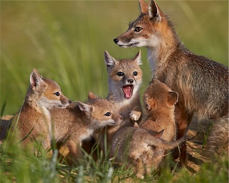 petit (jeune animal) - Swift fox (Vulpes velox) vixen and kits, Pawnee National Grassland, Colorado, United States of America, North America Photographie de stock - Rights-Managed, Code: 841-08031430