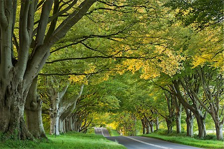 dorset - Kingston Lacy Beech Avenue on the road near Badbury Rings, Dorset, England, United Kingdom, Europe Photographie de stock - Rights-Managed, Code: 841-08031445