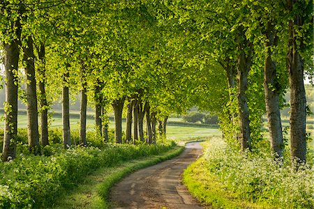 fertilité - Tree lined country lane in rural Dorset, England, United Kingdom, Europe Photographie de stock - Rights-Managed, Code: 841-08031446