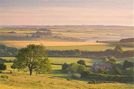 englisch (keine personen) - Rolling countryside and thatched cottage near Frome, Somerset, England, United Kingdom, Europe Stockbilder - Lizenzpflichtiges, Bildnummer: 841-08031450