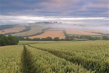 simsearch:841-08031454,k - Wheat field and rolling countryside at dawn, Devon, England, United Kingdom, Europe Stock Photo - Rights-Managed, Code: 841-08031501