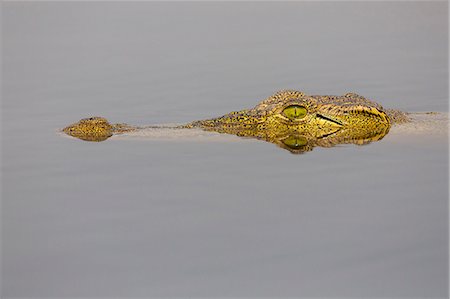 simsearch:841-03869430,k - Nile crocodile (Crocodylus niloticus) in the Chobe River, Botswana, Africa Photographie de stock - Rights-Managed, Code: 841-08059443