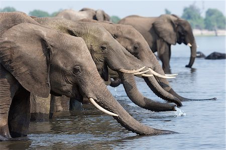 African elephants (Loxodonta africana) drinking, Chobe National Park, Botswana, Africa Photographie de stock - Rights-Managed, Code: 841-08059455