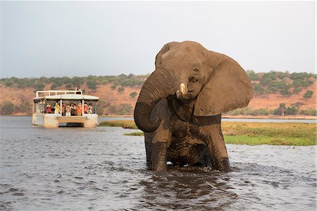 parque nacional chobe - African elephant (Loxodonta africana) and tourists, Chobe National Park, Botswana, Africa Foto de stock - Con derechos protegidos, Código: 841-08059456