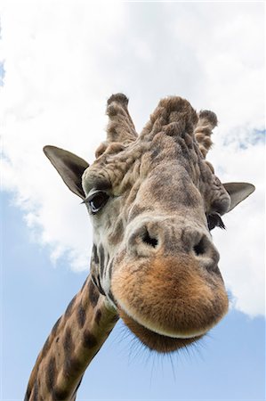 Rothschild's giraffe (Giraffa camelopardalis rothschildi), breeding dominant male, Woburn Safari Park, England, United Kingdom, Europe Stock Photo - Rights-Managed, Code: 841-08059457