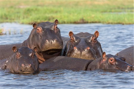 Hippopotamus (Hippopotamus amphibius) pod in river, Chobe National Park, Botswana, Africa Photographie de stock - Rights-Managed, Code: 841-08059458