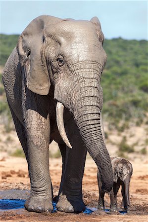 African elephants (Loxodonta africana) adult and baby, Addo National Park, Eastern Cape, South Africa, Africa Foto de stock - Con derechos protegidos, Código: 841-08059452