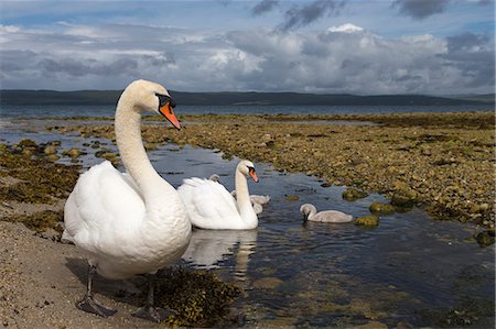 flussmündung - Mute swans (Cygnus olor) on seashore at freshwater stream mouth, Arran, Scotland, United Kingdom, Europe Stockbilder - Lizenzpflichtiges, Bildnummer: 841-08059465