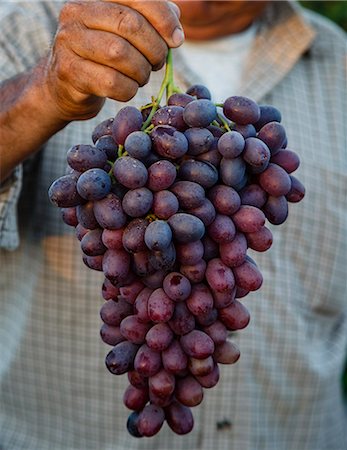 san joaquin valley - Grapes, San Joaquin Valley, California, United States of America, North America Stockbilder - Lizenzpflichtiges, Bildnummer: 841-08059519