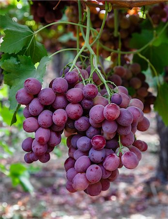 san joaquin valley - Red Globe grapes at a vineyard, San Joaquin Valley, California, United States of America, North America Stockbilder - Lizenzpflichtiges, Bildnummer: 841-08059521