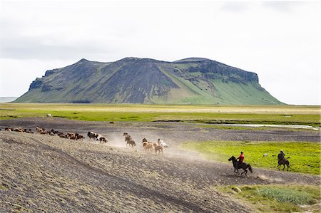 Wild horses running, South Iceland, Iceland, Polar Regions Fotografie stock - Rights-Managed, Codice: 841-08059536