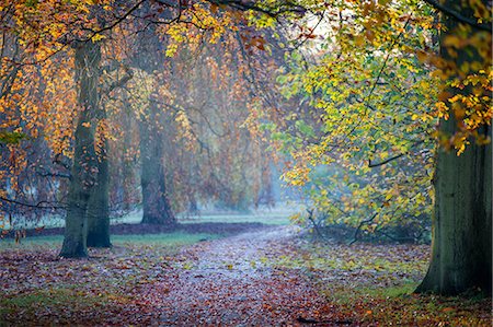 simsearch:841-06344990,k - Autumn in Kew Gardens, UNESCO World Heritage Site, Kew, Greater London, England, United Kingdom, Europe Foto de stock - Con derechos protegidos, Código: 841-08059675