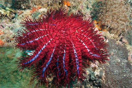 sea starfish pictures - Crown of thorns starfish, Dimaniyat Islands, Gulf of Oman, Oman, Middle East Photographie de stock - Rights-Managed, Code: 841-08059676