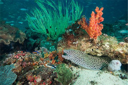 Spotted eel at the Aquarium, Dimaniyat Islands, Gulf of Oman, Oman, Middle East Foto de stock - Con derechos protegidos, Código: 841-08059677