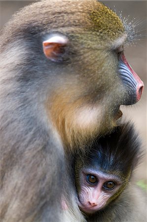 Female mandrill suckling offspring (Mandrill sphinx), Parc de la Lekedi, Haut-Ogooue, Gabon, Africa Photographie de stock - Rights-Managed, Code: 841-08059685
