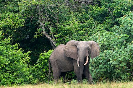 simsearch:832-08007699,k - African forest elephant (Loxodonta cyclotis) bull standing at the edge of the forest, Loango National Park, Ogooue-Maritime, Gabon, Africa Fotografie stock - Rights-Managed, Codice: 841-08059687