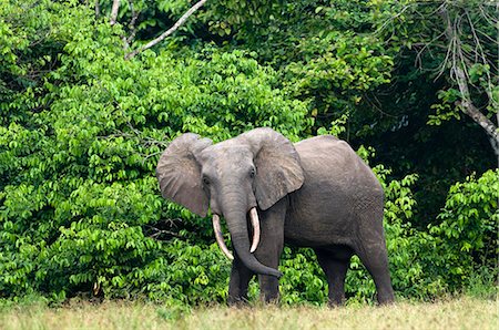 African forest elephant (Loxodonta cyclotis) bull standing at the edge of the forest, Loango National Park, Ogooue-Maritime, Gabon, Africa Photographie de stock - Rights-Managed, Code: 841-08059688