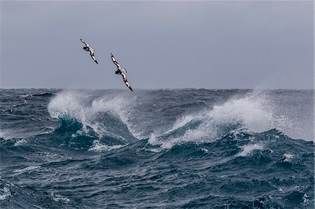 sky and ocean - Adult cape petrels (Daption capense) in rough seas in English Strait, South Shetland Islands, Antarctica, Polar Regions Stock Photo - Rights-Managed, Code: 841-08101672