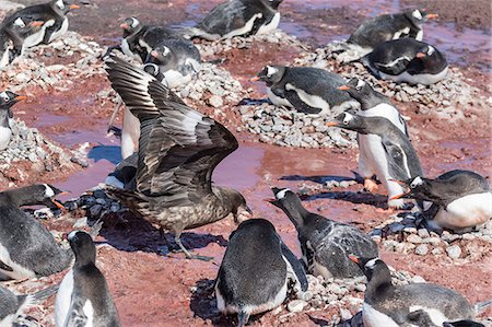 simsearch:841-09255534,k - An adult brown skua (Stercorarius spp) stealing a penguin egg at Brown Bluff, Antarctica, Polar Regions Photographie de stock - Rights-Managed, Code: 841-08101686